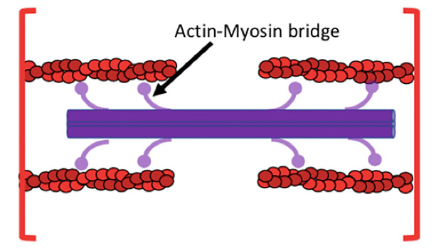 Actin-Myosin Bridge